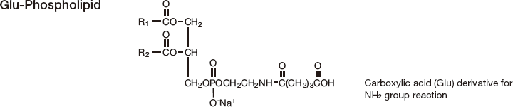 Glu-Phospholipid
