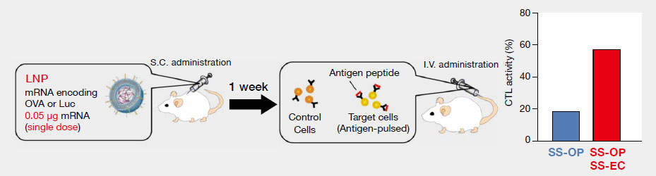 CTL activity