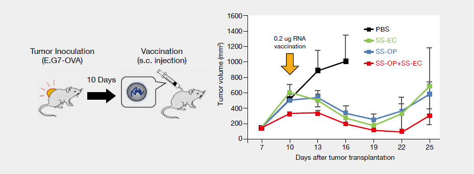 Therapeutic anti-tumor effect