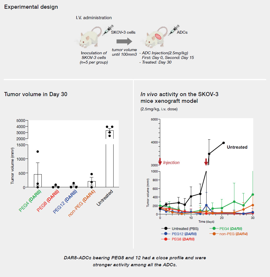 In vivo Anti-tumor activity of ADCs
