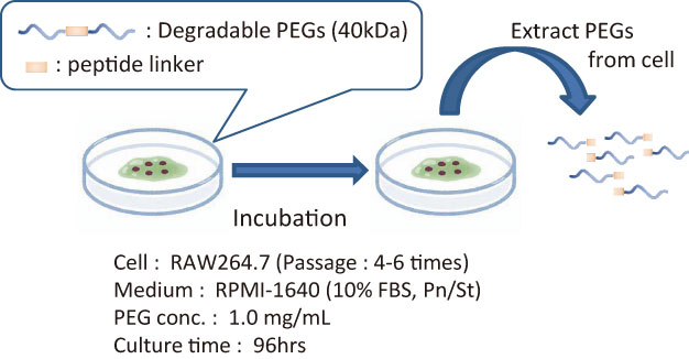 Degradation test in vitro