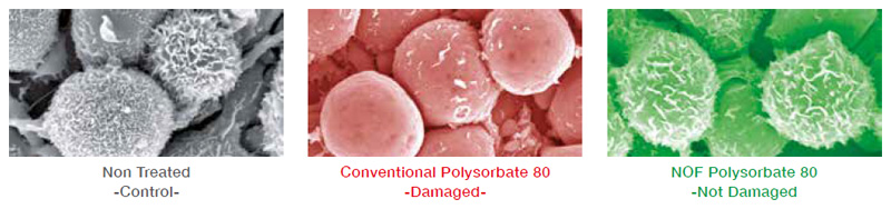 Influence on Basophillic leukocyte